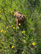 HILA, Hund, Mischlingshund in Rumänien - Bild 5