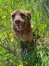 HILA, Hund, Mischlingshund in Rumänien - Bild 6