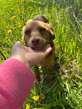 HILA, Hund, Mischlingshund in Rumänien - Bild 7