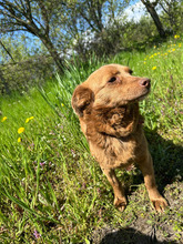 HILA, Hund, Mischlingshund in Rumänien - Bild 8