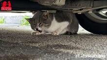 MASCAGNI, Katze, Europäisch Kurzhaar in Italien - Bild 10