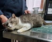 MASCAGNI, Katze, Europäisch Kurzhaar in Italien - Bild 2