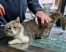 MASCAGNI, Katze, Europäisch Kurzhaar in Italien - Bild 3