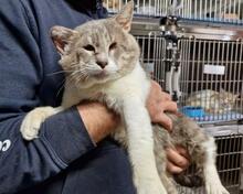 MASCAGNI, Katze, Europäisch Kurzhaar in Italien - Bild 4