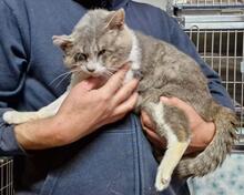 MASCAGNI, Katze, Europäisch Kurzhaar in Italien - Bild 5