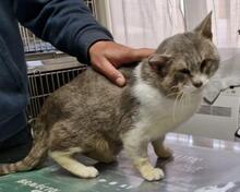 MASCAGNI, Katze, Europäisch Kurzhaar in Italien - Bild 6