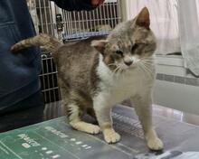 MASCAGNI, Katze, Europäisch Kurzhaar in Italien - Bild 7