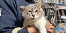 MASCAGNI, Katze, Europäisch Kurzhaar in Italien - Bild 8