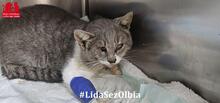 MASCAGNI, Katze, Europäisch Kurzhaar in Italien - Bild 9