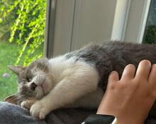 MASCAGNI, Katze, Europäisch Kurzhaar in Saal - Bild 1