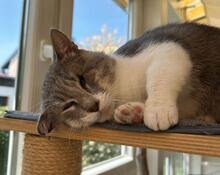 MASCAGNI, Katze, Europäisch Kurzhaar in Saal - Bild 3