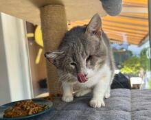 MASCAGNI, Katze, Europäisch Kurzhaar in Saal - Bild 4