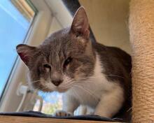MASCAGNI, Katze, Europäisch Kurzhaar in Saal - Bild 5