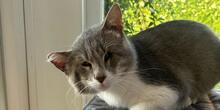 MASCAGNI, Katze, Europäisch Kurzhaar in Saal - Bild 6