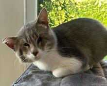 MASCAGNI, Katze, Europäisch Kurzhaar in Saal - Bild 7