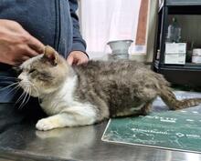 MASCAGNI, Katze, Europäisch Kurzhaar in Saal - Bild 8