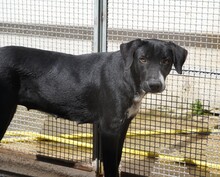 KESSY, Hund, Mischlingshund in Italien