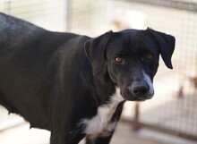 KESSY, Hund, Mischlingshund in Italien - Bild 10