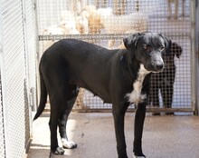 KESSY, Hund, Mischlingshund in Italien - Bild 11