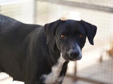 KESSY, Hund, Mischlingshund in Italien - Bild 2