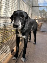 KESSY, Hund, Mischlingshund in Italien - Bild 4