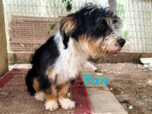 PIXIE, Hund, Mischlingshund in Ohlsbach - Bild 2