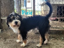 PIXIE, Hund, Mischlingshund in Ohlsbach - Bild 3