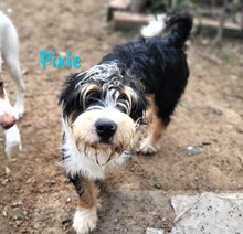 PIXIE, Hund, Mischlingshund in Ohlsbach - Bild 4