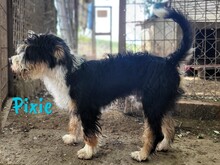 PIXIE, Hund, Mischlingshund in Ohlsbach - Bild 5