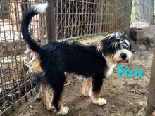 PIXIE, Hund, Mischlingshund in Ohlsbach - Bild 6