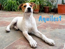 AQUILES1, Hund, Bodeguero Andaluz-Mix in Spanien - Bild 1