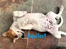 AQUILES1, Hund, Bodeguero Andaluz-Mix in Spanien - Bild 2