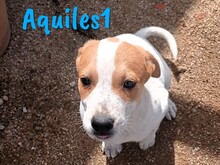 AQUILES1, Hund, Bodeguero Andaluz-Mix in Spanien - Bild 3