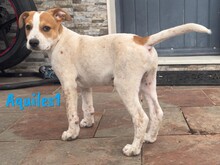 AQUILES1, Hund, Bodeguero Andaluz-Mix in Spanien - Bild 4