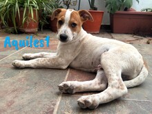 AQUILES1, Hund, Bodeguero Andaluz-Mix in Spanien - Bild 5