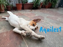 AQUILES1, Hund, Bodeguero Andaluz-Mix in Spanien - Bild 6
