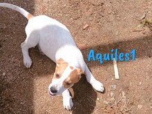 AQUILES1, Hund, Bodeguero Andaluz-Mix in Spanien - Bild 7