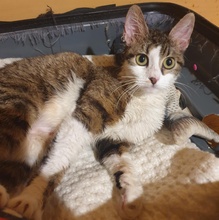 SIGGY, Katze, Europäisch Kurzhaar in Bulgarien - Bild 10