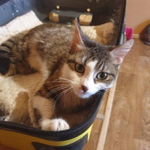 SIGGY, Katze, Europäisch Kurzhaar in Bulgarien - Bild 11