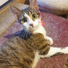 SIGGY, Katze, Europäisch Kurzhaar in Bulgarien - Bild 12