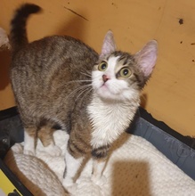 SIGGY, Katze, Europäisch Kurzhaar in Bulgarien - Bild 13