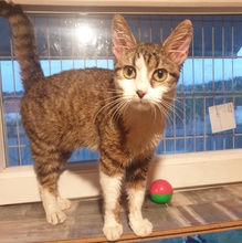 SIGGY, Katze, Europäisch Kurzhaar in Bulgarien - Bild 14