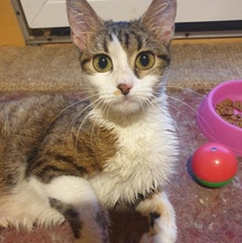 SIGGY, Katze, Europäisch Kurzhaar in Bulgarien - Bild 3