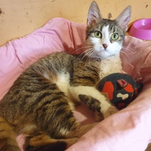 SIGGY, Katze, Europäisch Kurzhaar in Bulgarien - Bild 4