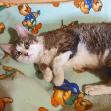 SIGGY, Katze, Europäisch Kurzhaar in Bulgarien - Bild 7