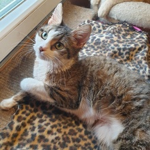 SIGGY, Katze, Europäisch Kurzhaar in Bulgarien - Bild 8