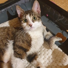 SIGGY, Katze, Europäisch Kurzhaar in Bulgarien - Bild 9