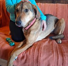 ALMA, Hund, Mischlingshund in Salzhemmendorf