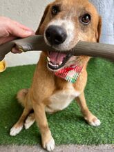 SOCKE, Hund, Mischlingshund in Neustadt