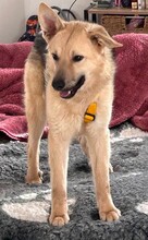 SAM, Hund, Mischlingshund in Saarbrücken - Bild 1